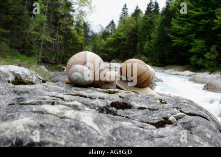 Lumache commestibili, Baviera, Germania / (Helix pomatia) Foto Stock