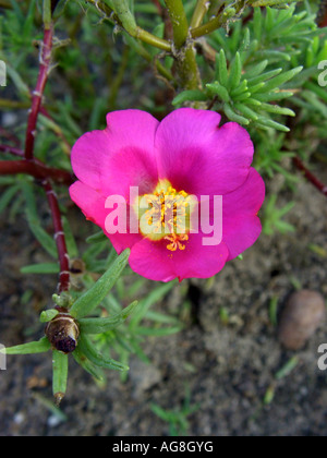 Moss rosa, rosa moss, Rose-moss-di-giardino (Portulaca grandiflora), fiore Foto Stock