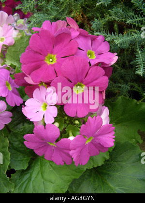 Primerose tedesco, veleno Primerose (Primula obconica), fioritura Foto Stock