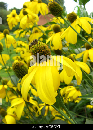 Shiny coneflower, Lucido cone FIORE SPLENDENTE coneflower (Rudbeckia nitida), fioritura Foto Stock