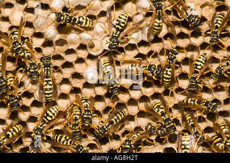 Adulto giacca gialla vespe e larve su un grande nido Spagna Foto Stock