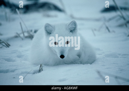 Volpe Artica, Churchill, Manitoba, Canada / (Vulpes vulpes lagopus, Alopex lagopus) Foto Stock