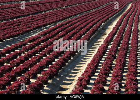 Teste rosse di lattuga che cresce in un campo, Bassa Sassonia, Germania Foto Stock