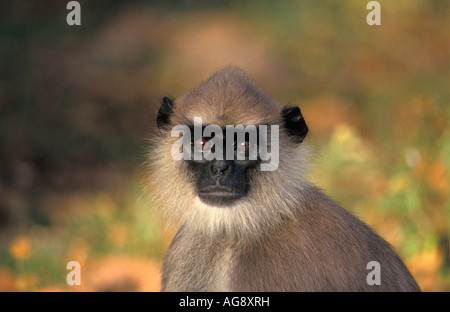 Sri Lanka Yala, Grigio langur monkey, Semnopithecus priamo thersites, nella riserva forestale di Sinharaja Foto Stock