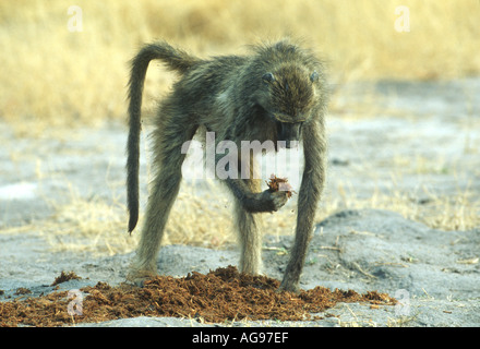 Babbuino trovare cibo in sterco Foto Stock