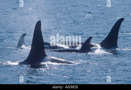 Orcas o orche Foto Stock