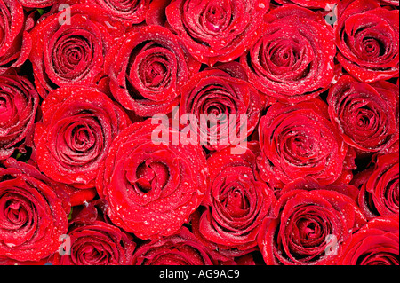 Rose rosse affastellati assieme Foto Stock