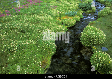 Rivestito di fiori selvaggi stream Paradiso Il Parco Nazionale del Monte Rainier Washington Foto Stock