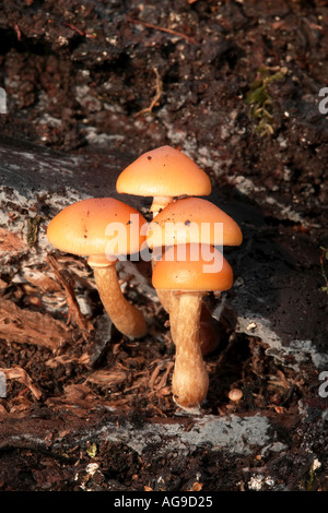 Gambo di velluto Flammulina velutipes cresce su legno morto Potton Bedfordshire Foto Stock