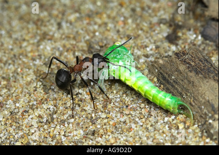 Legno formica rufa con la preda Maulden legno Bedfordshire Foto Stock