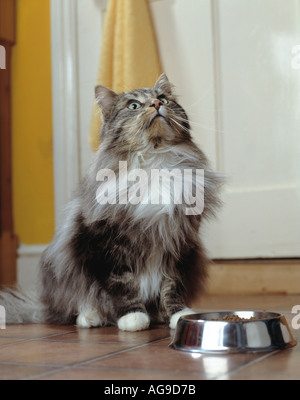 Capelli lunghi tabby in cucina in attesa di essere alimentato Foto Stock