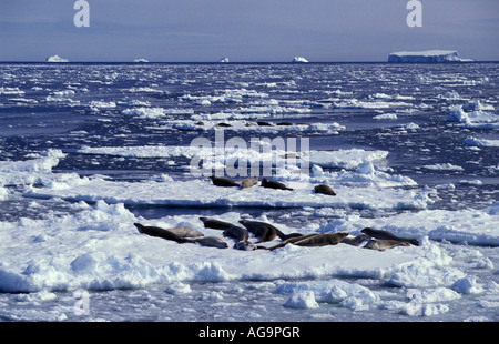 Antartide guarnizioni Crabeater Lobodon carcinophagus su ghiaccio floe Foto Stock