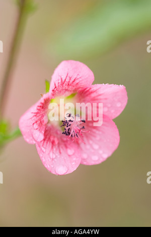 Close up Cape Mallow Flower Anisodontea capensis Foto Stock