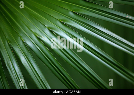 Foglia di palma arty nella foresta pluviale del parco metropolitano, Città di Panama, Repubblica di Panama. Foto Stock