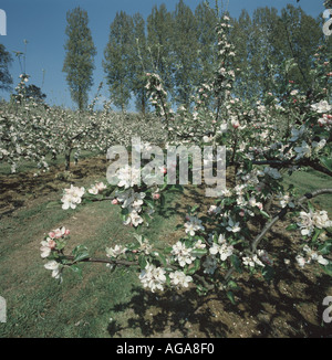 Un meleto Malus communis in un ambiente naturale in piena fioritura in primavera Devon Foto Stock