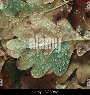 La pioggia le goccioline di acqua sulla caduta di una foglia di quercia marrone e in parte ancora verde in autunno Foto Stock
