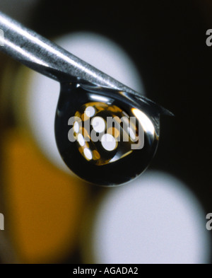 Il gioco d'azzardo è farmaco e il farmaco è il gioco d'azzardo Foto Stock