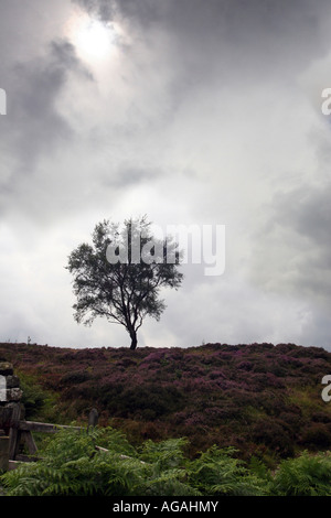 Unico albero sull'orizzonte nel distretto del Lago Foto Stock