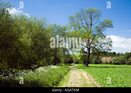 Bankside prato, fiume Wye vicino a Goodrich, Herefordshire Foto Stock