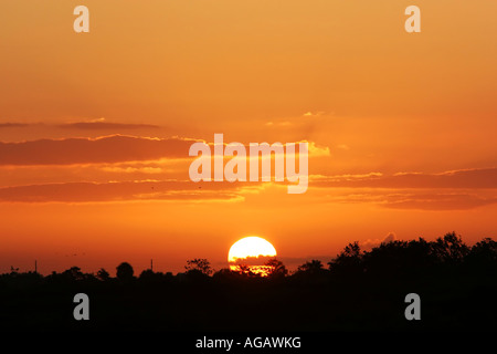 Il sorgere del sole all'orizzonte di alberi in silhouette contro di essa e le nuvole dipinte nella luce dorata Foto Stock