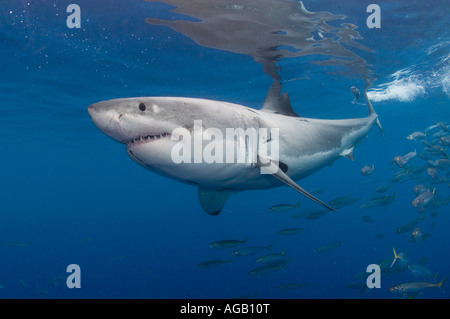 Il grande squalo bianco (Carcharodon carcharias) fotografato in Isola di Guadalupe, in Messico. Foto Stock