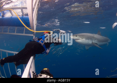 Sommozzatore in una gabbia a fotografare gli squali bianchi (Carcharodon carcharias) nell isola di Guadalupe, in Messico. Foto Stock