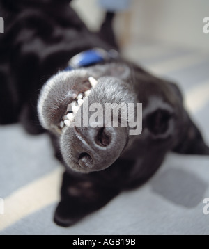 Il labrador nero cane giacente sul retro ritratto Foto Stock