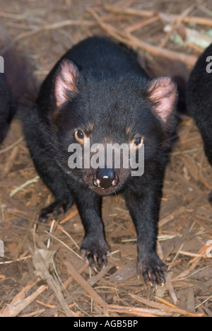 Diavoli della Tasmania Sarcophilus Harrisii Foto Stock