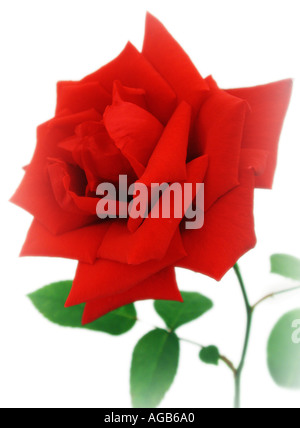 Nome comune rose nome latino rosa Foto Stock