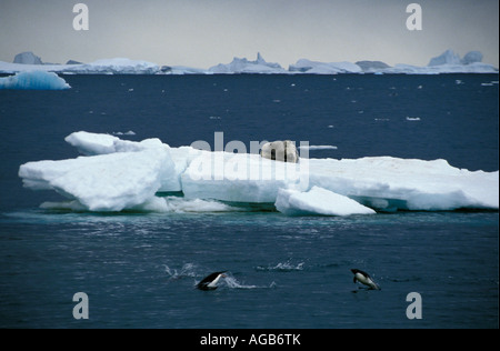 L'Antartide Adelie penguins Pygoscelis adeliae immersioni nel mare e guarnizione Weddel Leptonychotes weddellii su ghiaccio floe Foto Stock