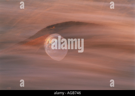 Abalone shell Haliotis iris sotto passando onda sulla riva sabbiosa Foto Stock