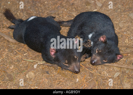 Una coppia di riposo diavoli della Tasmania Sarcophilus Harrisii Foto Stock