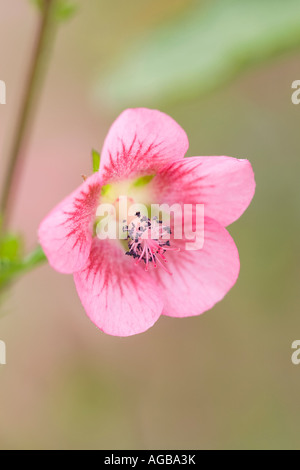 Close up Cape Mallow Flower Anisodontea capensis Foto Stock