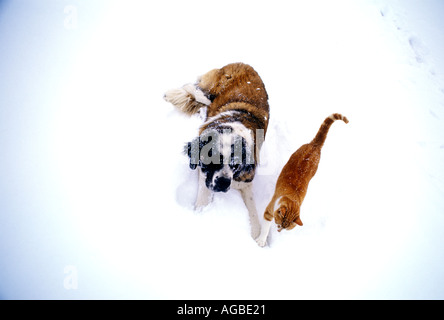 Un cane giocoso e un gatto giocheranno insieme sulla neve, condividendo un momento gioioso di divertimento invernale e un'amicizia inaspettata. Foto Stock
