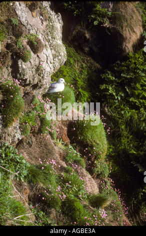 Fulmar seduti sulla battuta di nesting Foto Stock