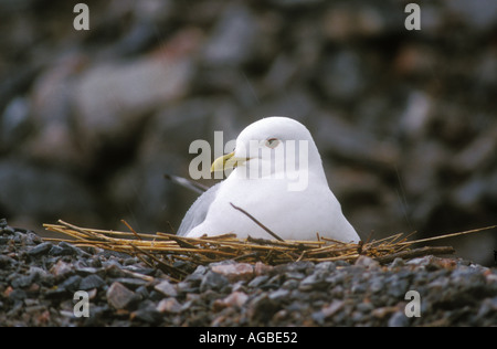 Gabbiano comune seduta sul nido Foto Stock