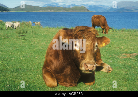 Bull sul bordo della Scottish Loch Foto Stock