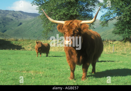 Highland scozzesi bovini Foto Stock