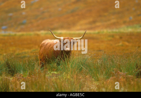 Scottish Highland mucca in Valle d'autunno Foto Stock