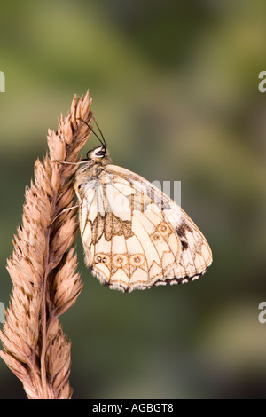 Bianco Marmo Melanargia galathea a poggiare sulla testa di erba che mostra i contrassegni e dettaglio Potton Bedfordshire Foto Stock