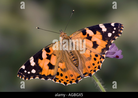 Dipinto di Lady Vanessa cardui su Knautia arvense Field Scabious con alette aperte che mostra i contrassegni e dettaglio Potton Bedfordshire Foto Stock