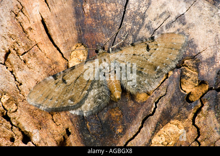 Assenzio Pug Eupithecia absinthiata a riposo sul registro con alette aperte che mostra i contrassegni e dettaglio Potton Bedfordshire Foto Stock