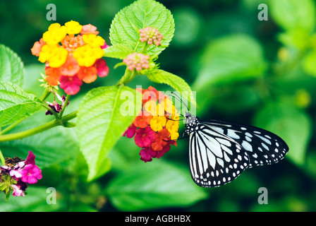 Filippine aquilone di carta Butterfly Idea leuconoe su Baho baho fiore Centro Butterfly Bohol Visayas Foto Stock
