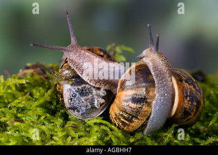 Giardino di lumache Helix Aspersa interagire prima di accoppiamento avviene Potton Bedfordshire Foto Stock