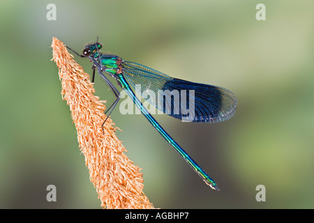 Nastrare maschio demoiselle Calopteryx splendens noto anche come agrion nastrati che mostra i contrassegni e dettaglio Sandy Foto Stock