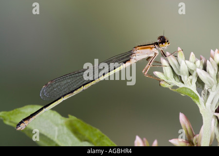 Femmina blu Damselfly codato Ischnura elegans a riposo che mostra i contrassegni e dettaglio Willington Bedfordshire Foto Stock