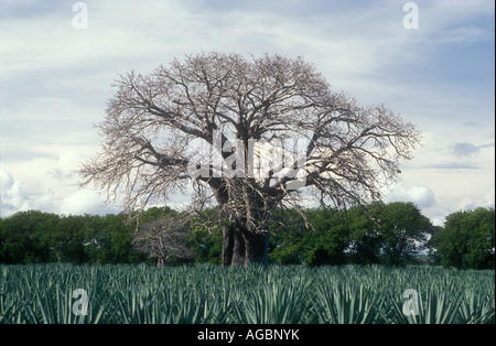 Baobab in una piantagione di sisal, Tanzania. Foto Stock