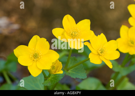 Marsh Calendula, Caltha palustris. Regno Unito Foto Stock