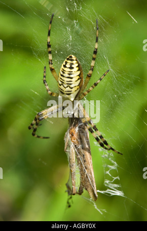 Wasp Spider, Argiope bruennichi, femmina mangiare preda Foto Stock