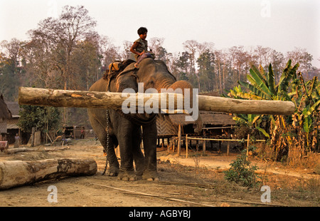 Myanmar, Bago Yoma montagne, elefante portante log in legno Foto Stock